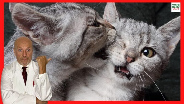 Solucionando el problema: Por qué mis gatas se pelean y antes no